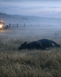 Predawn ranch field with a dead cow in the distance and sheriff lights near a fence line, documentary-style image for a cattle mutilation mystery article.